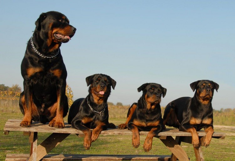 世界十大猛犬榜战斗力强到飞天见到记得绕路走