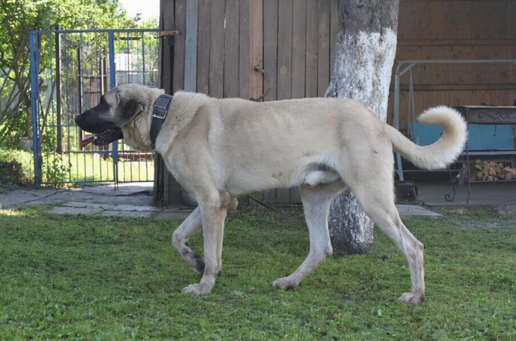 世界十大猛犬榜战斗力强到飞天见到记得绕路走