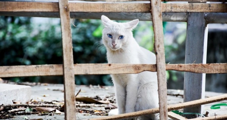 不要再定期喂流浪猫了你以为是善举殊不知会害了它们