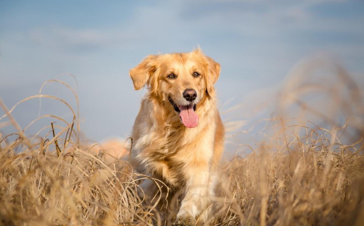 金毛犬体臭严重？快检查来源是不是这些地方