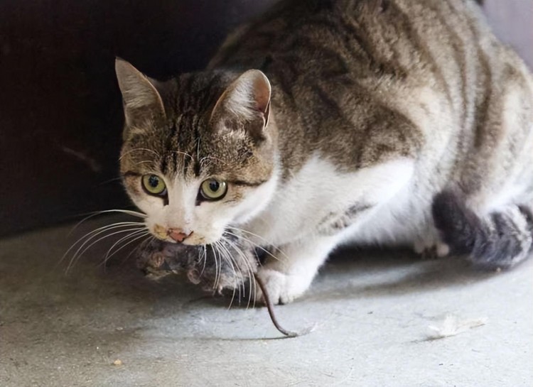 老祖宗的智慧：这7种特点的猫家里不能养！