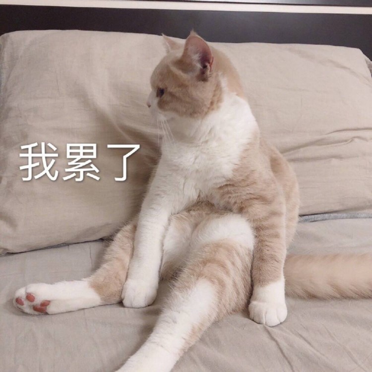 “买猫一时爽，养猫火葬场”，养猫需“三思”