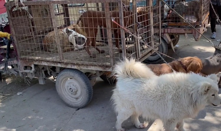 江苏：狗肉车上斗牛犬依偎在金毛的怀里，像个孩子似的，令人心酸