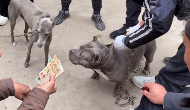 江苏：数万从东北买的恶霸犬，因为妻子嫌太吵，大哥两千卖狗肉车