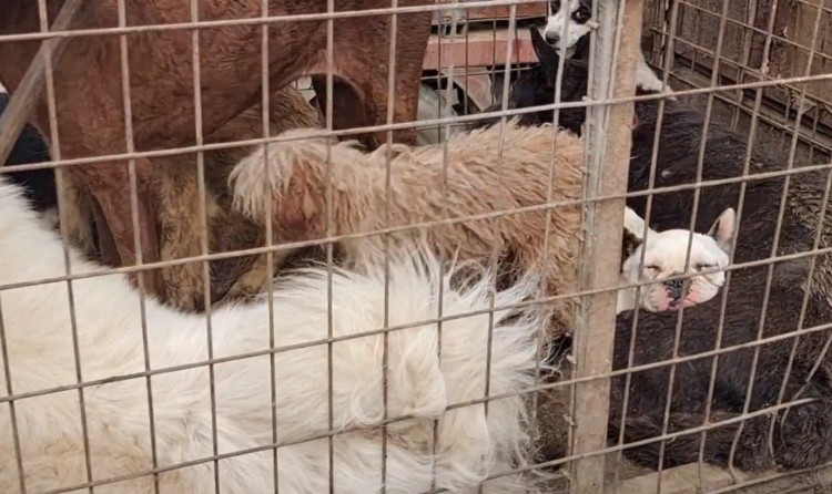 江苏：繁殖犬有多惨失去繁殖能力5辆狗肉车都是被卖的宠物狗