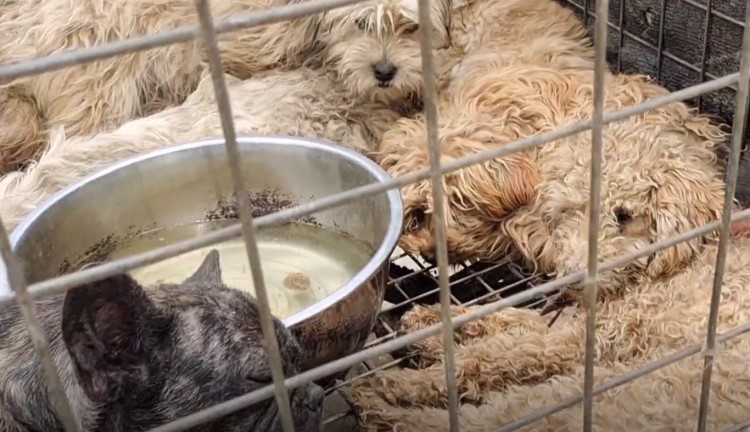 江苏：繁殖犬有多惨失去繁殖能力5辆狗肉车都是被卖的宠物狗