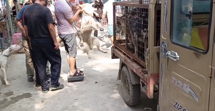 江苏：狗肉车上装满狗场淘汰的宠物狗，狗场主：它们已经没价值了