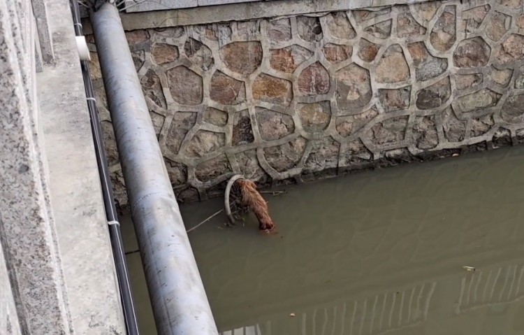 江苏：落水的流浪狗成功获救，吓坏了的狗狗可怜巴巴地看着小伙