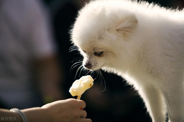 不适合博美犬吃的5种蔬果宠主别随意喂食