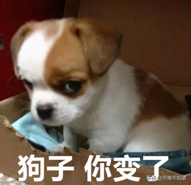 这是什么狗这么可爱—中华田园犬