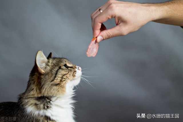 人与宠物猫狗的五种关系第五种最为难得你和宠物属于哪一种