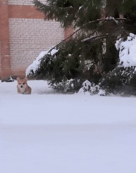 柯基在风雪中散步...结果走出了很心酸但非常励志的画风！