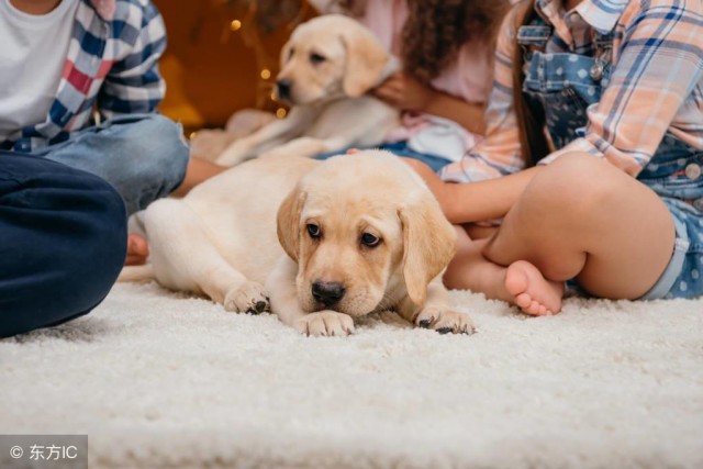 挑选幼犬时请牢记这6点否则吃大亏！