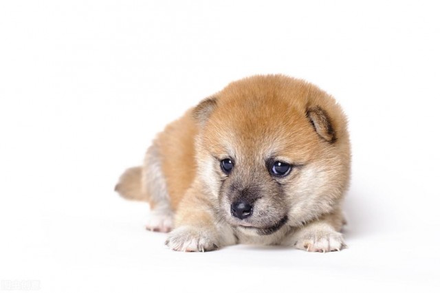 小八到底是柴犬还是秋田犬它俩要如何区分小细节看差异