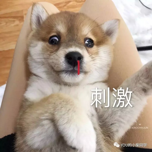 养柴犬到底好不好？