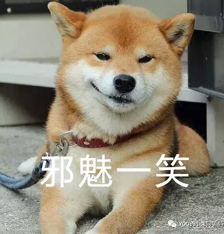 养柴犬到底好不好