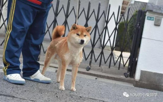 豆柴和普通柴犬有什么不一样