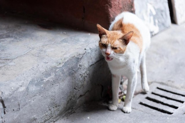 你知道猫咪伤心的表现有那些吗