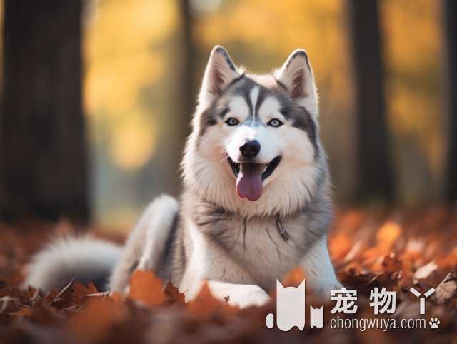 犬界8大猛犬，藏獒只排第七，第一名就是个“疯子”