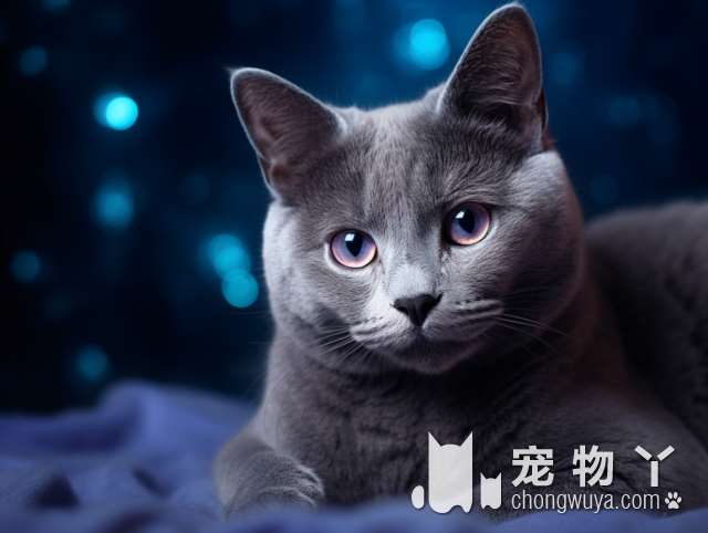 西安Paitio派提欧宠物：有守宫和猪鼻蛇的特别酷炫店!